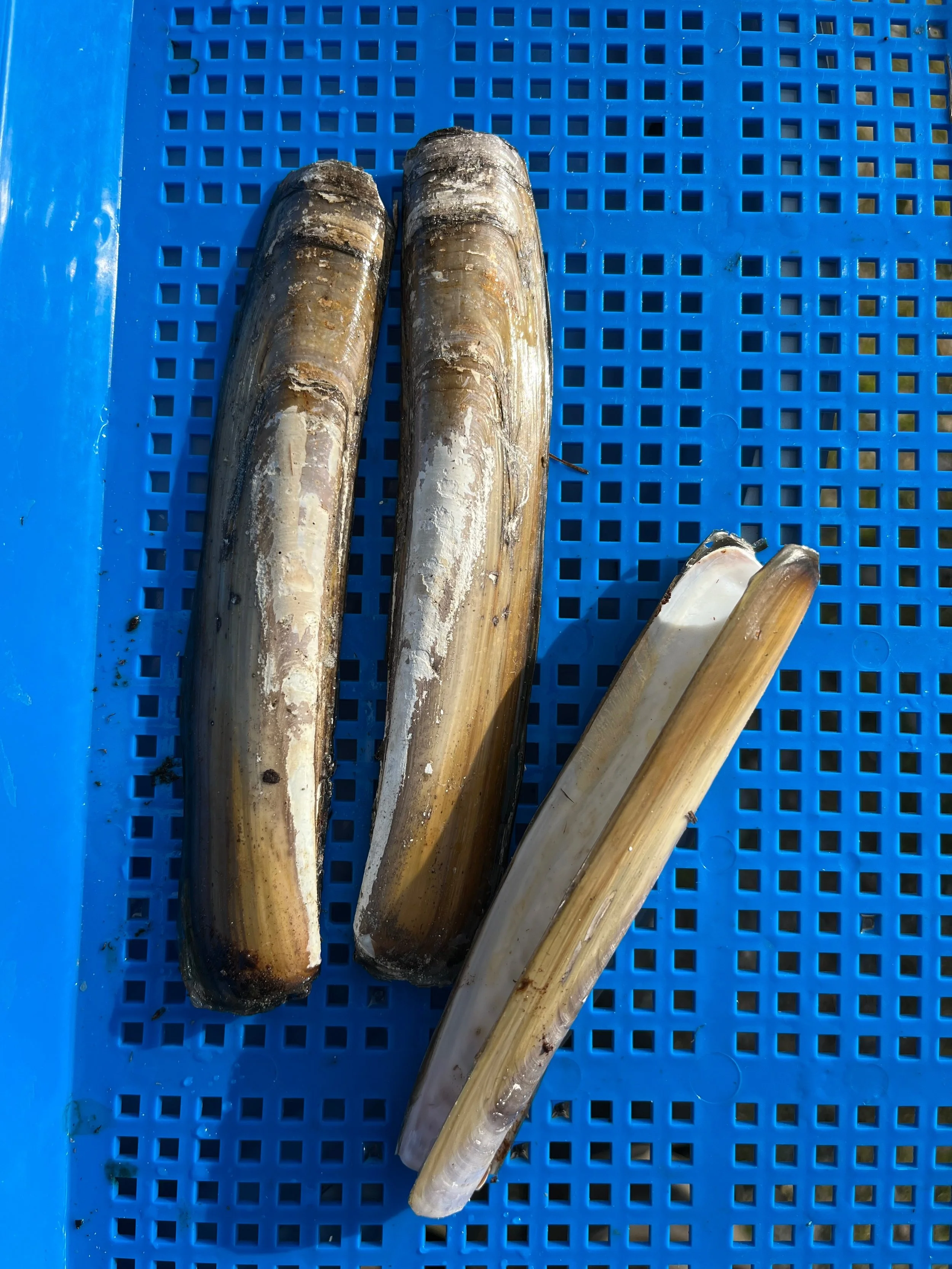 Razor Clam Shells | Natural Sun-Bleached Seashells from Maine